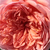 Roz - Trandafir englezesti - Candy Rain